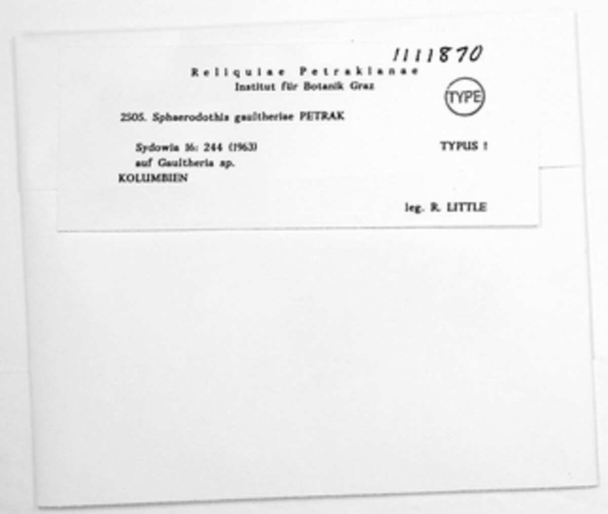 Sphaerodothis image